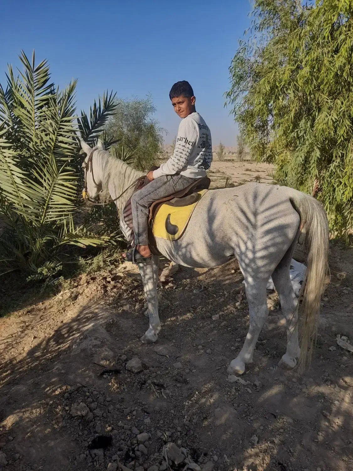 اسب مادیان|اسب و تجهیزات اسبسواری|زرین دشت (فارس), |دیوار