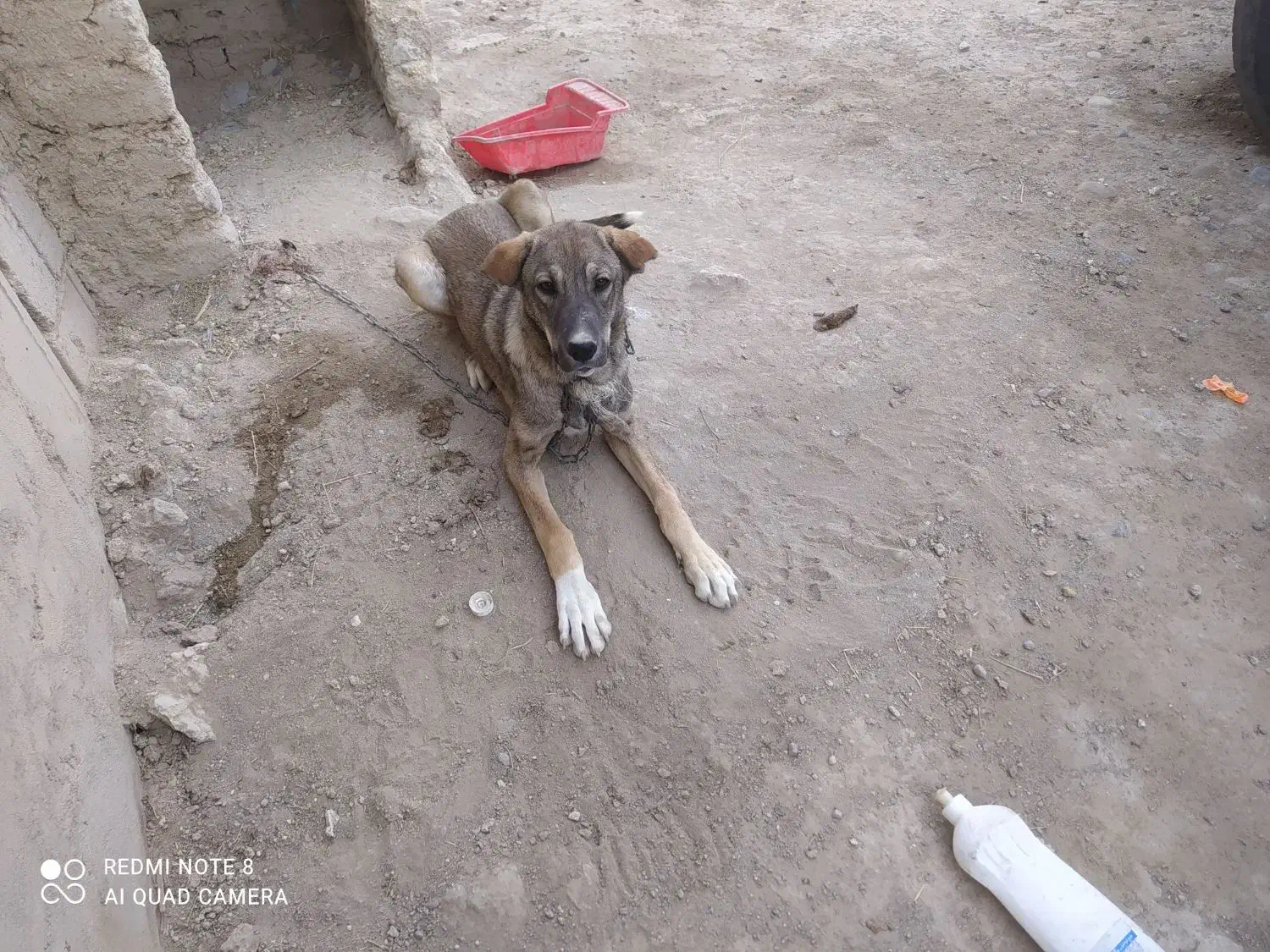 توله سگ سرابی|سگ|نظر کهریزی, |دیوار