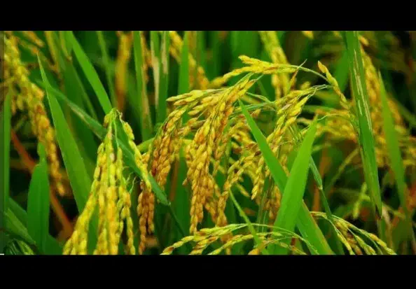 شالیزار 2000 متری ضیابر|فروش دفتر صنعتی، کشاورزی، تجاری|ضیابر, |دیوار