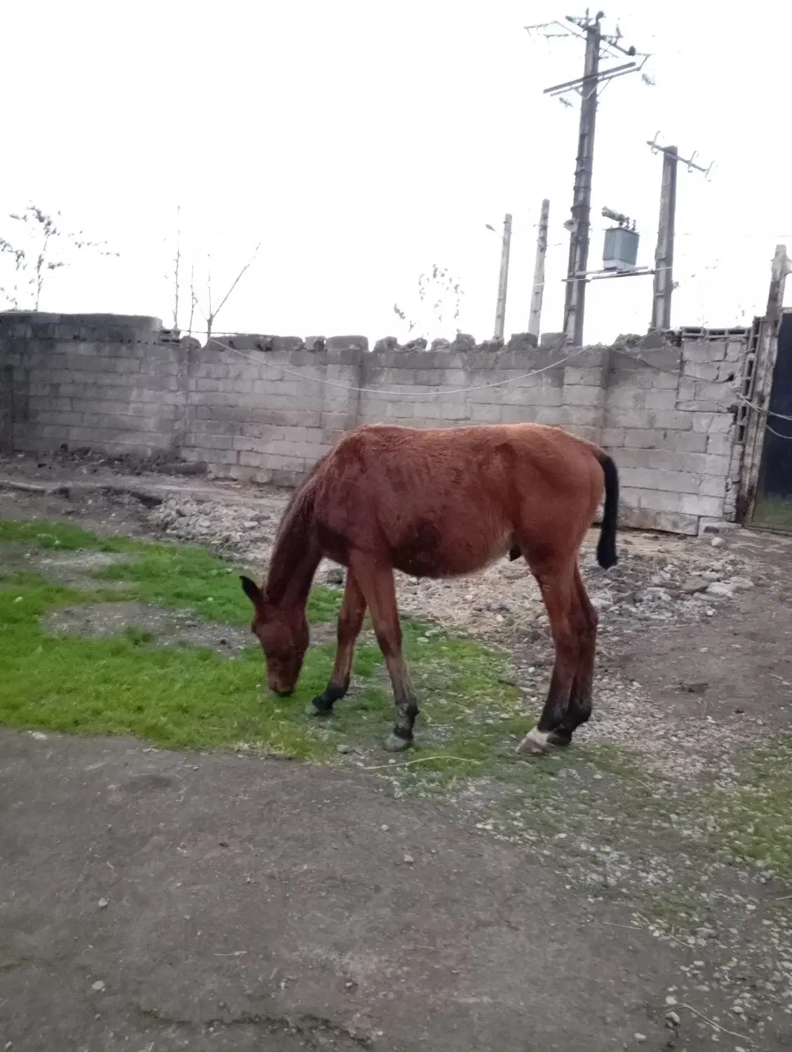 اسب مادیون کرد|اسب و تجهیزات اسب‌سواری|رضوانشهر, |دیوار