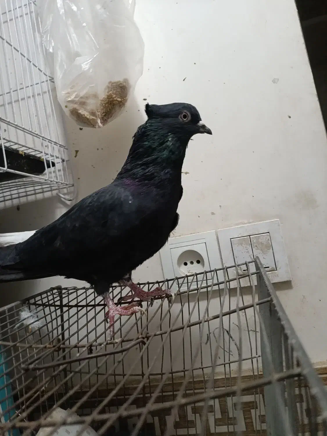 کفتر|پرنده|مشهد, شیرحصار|دیوار