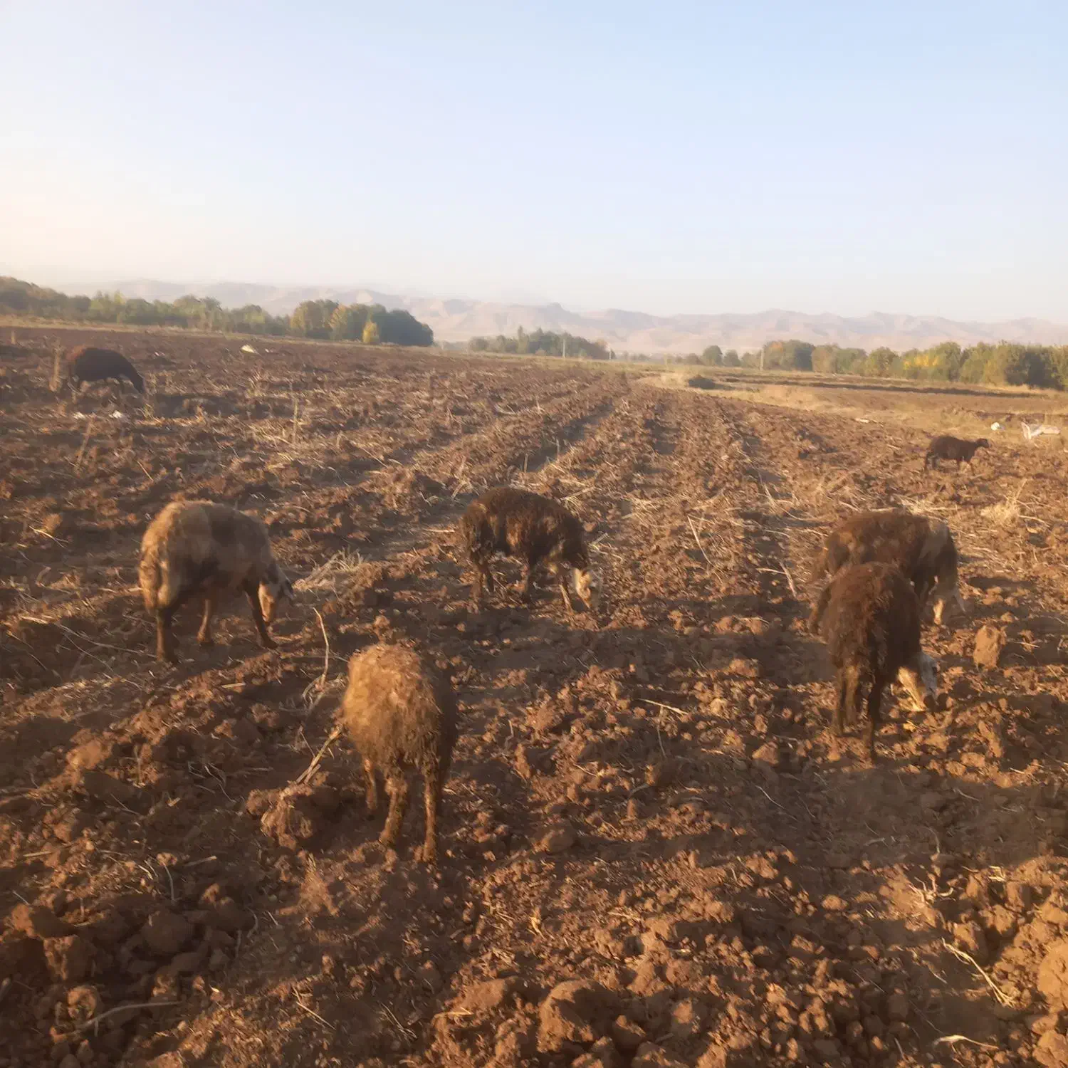 بیست عدد گوسفند شک آبستن افشار پلنگی|حیوانات مزرعه|الشتر, |دیوار