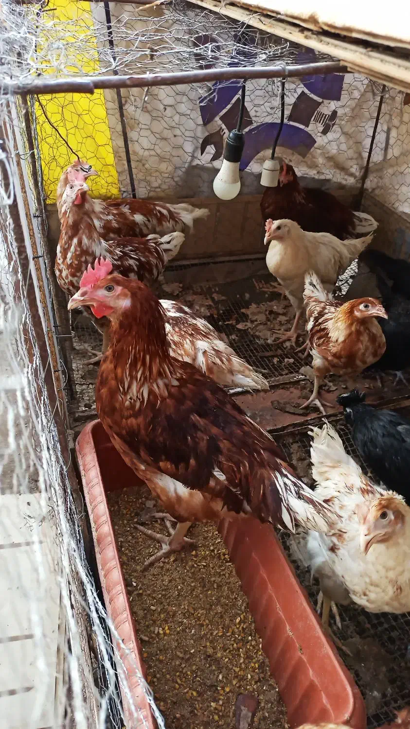 مرغ، خروس و نیمچه سلطان|حیوانات مزرعه|فردیس, فردیس|دیوار