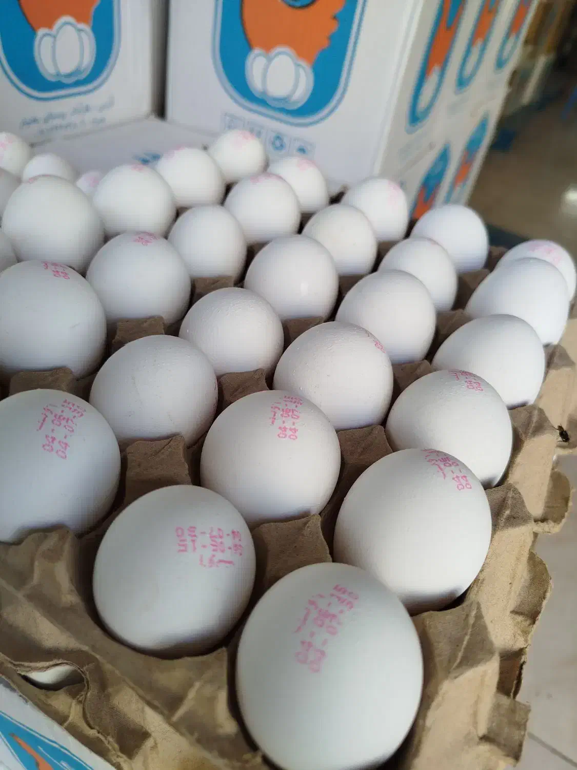 پخش تخم مرغ به قیمت مرغداری|خوردنی و آشامیدنی|گلستان (تهران), |دیوار