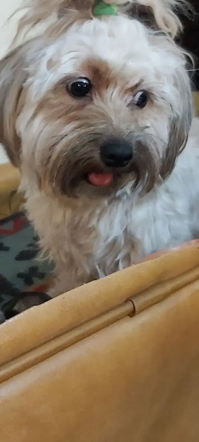 سگ گمشده|حیوانات|ورامین, ورامین|دیوار