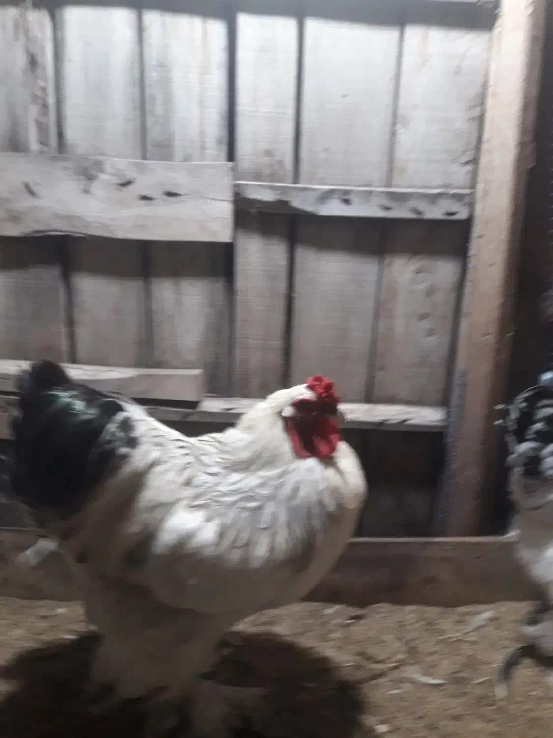 تخم مرغ امپراطور|خوردنی و آشامیدنی|لنگرود, |دیوار