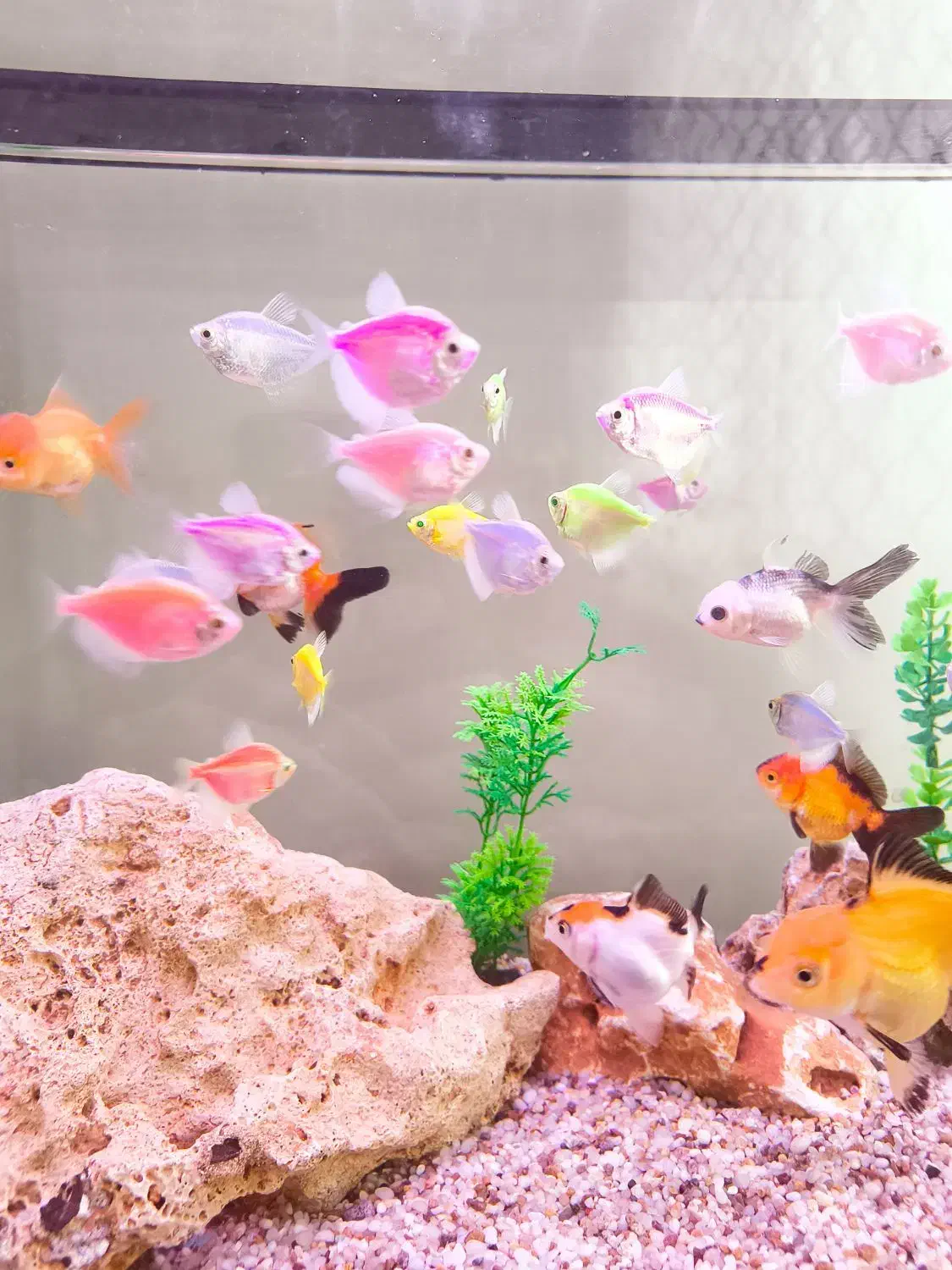 ماهی کالر بزرگ|ماهی|قم, انسجام|دیوار