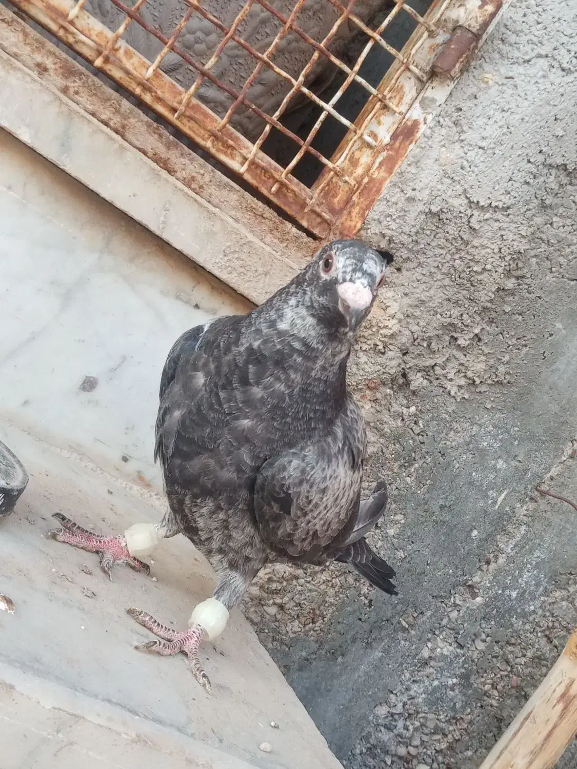 کبوتر بزک|حیوانات|داراب, |دیوار