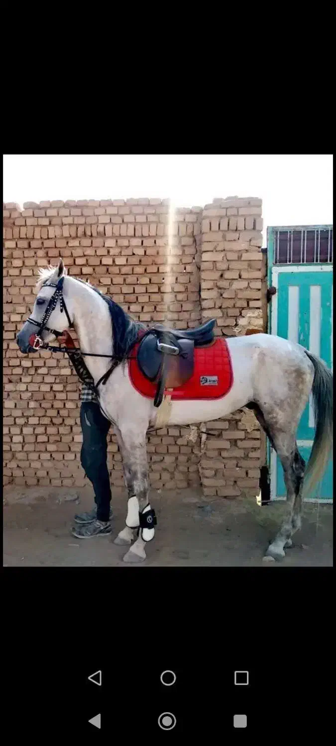 اسب|اسب و تجهیزات اسب‌سواری|کاشمر, |دیوار