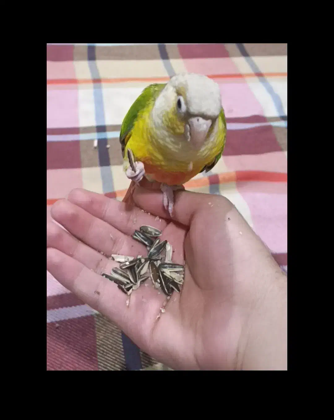 طوطی گرینچیک آناناسی ردفاکتور|پرنده|رفسنجان, |دیوار