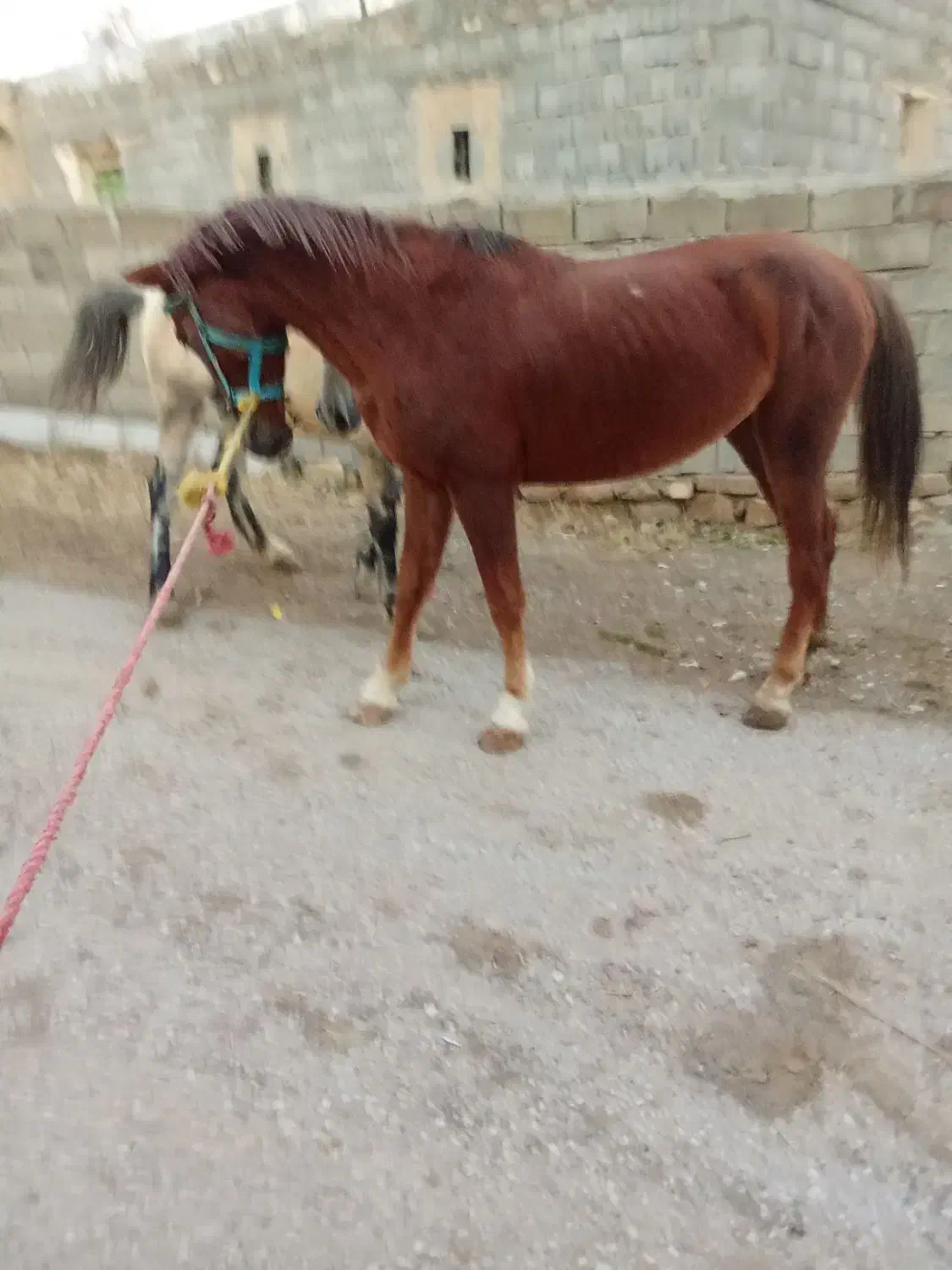 اسب قدبلند۵ساله|اسب و تجهیزات اسب‌سواری|ارومیه, |دیوار