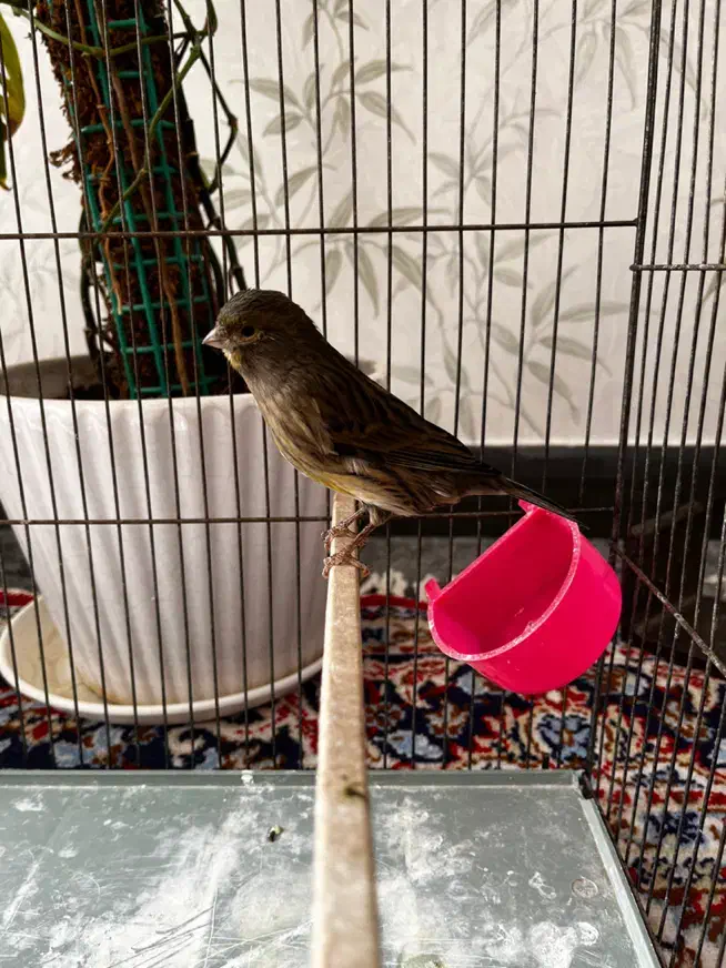 قناری نر و فنچ نرگسی|پرنده|قزوین, |دیوار