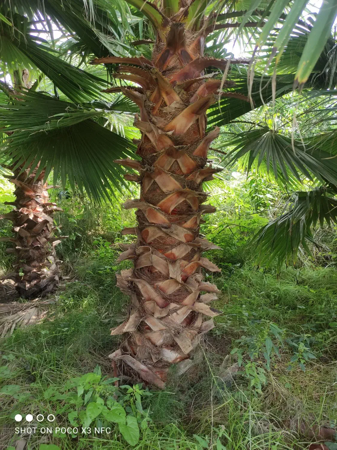 فروش تعداد 500 اصله درخت پالم واشنگتن|خدمات باغبانی و درختکاری|سرخرود, |دیوار