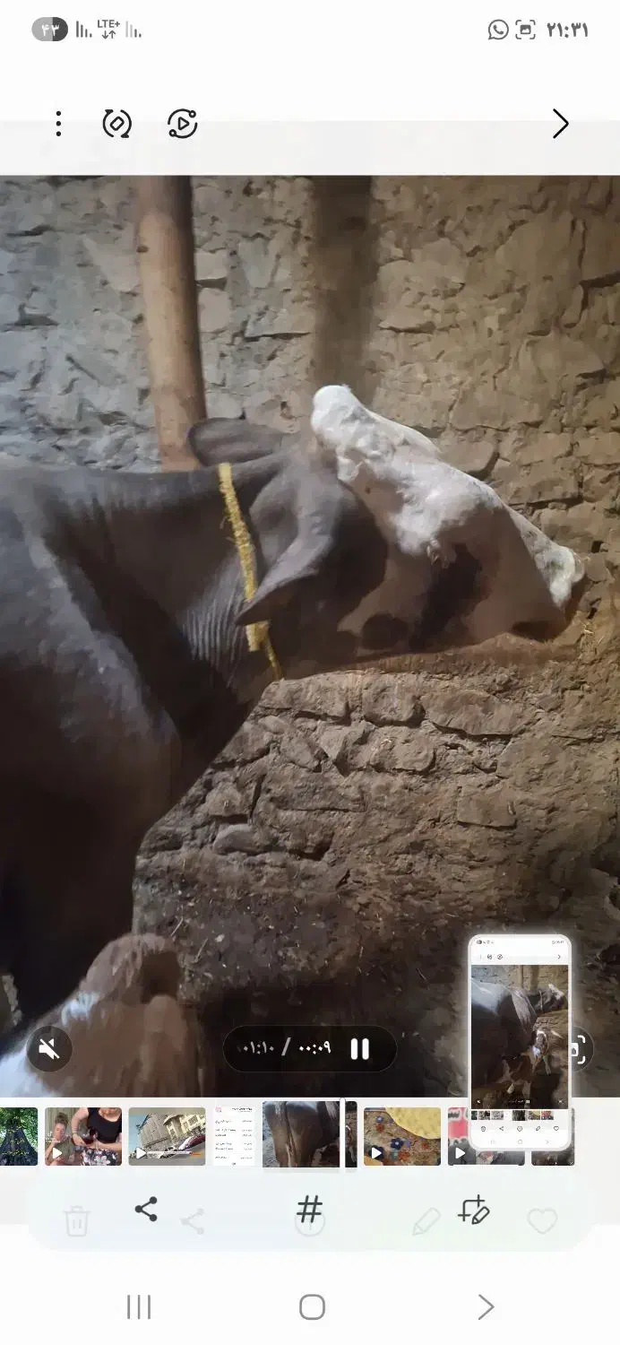 گاو تازه ۶روز زایده|حیوانات مزرعه|تکاب, |دیوار