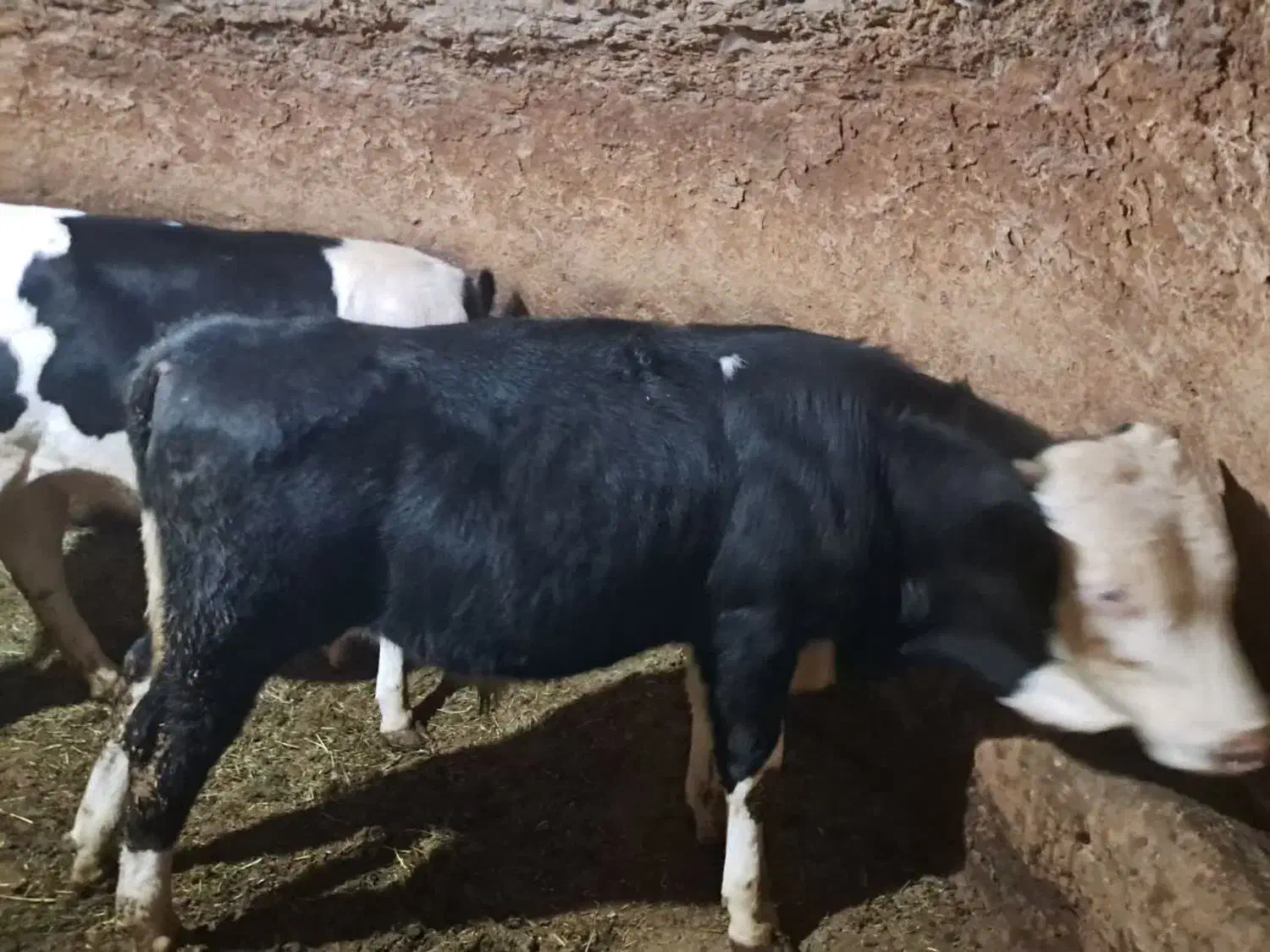 فروش گوساله نر سمینتال|حیوانات مزرعه|کرانی, |دیوار