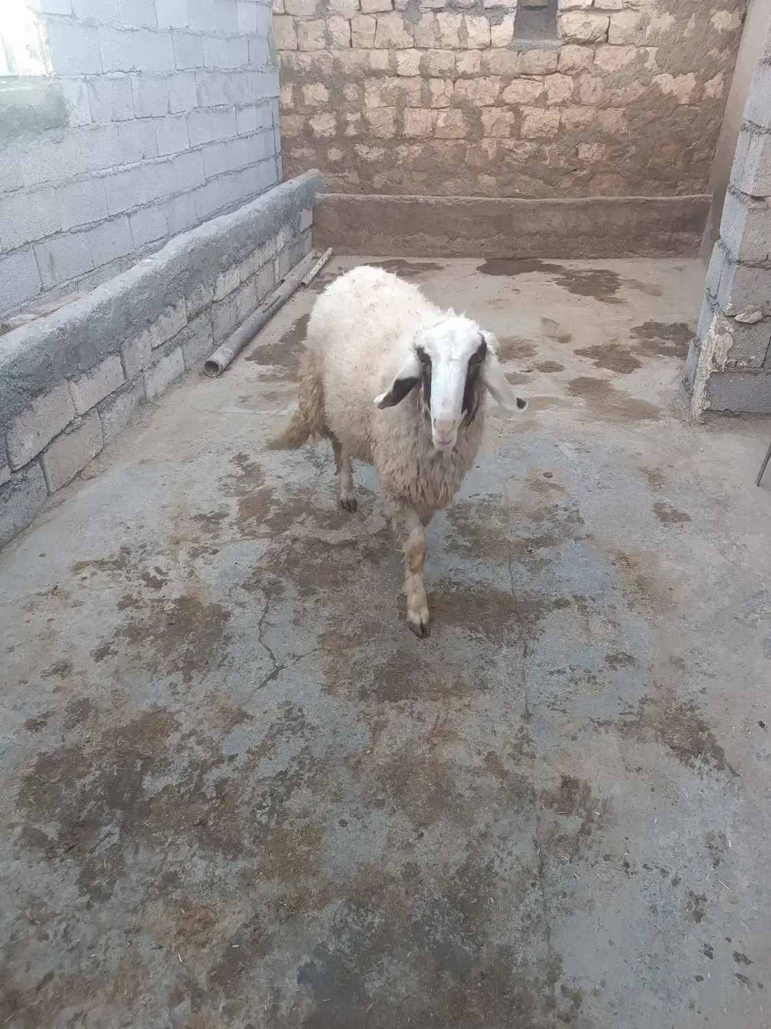 فروش کاوره سنجابی|حیوانات مزرعه|اسلام‌‌آباد غرب, |دیوار