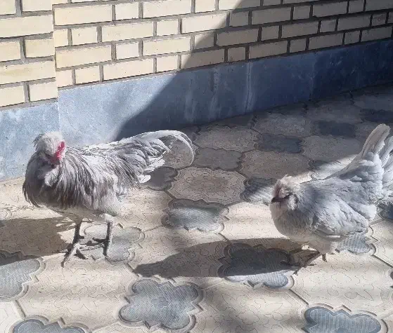 تخم و جوجه مرغ اراکانا امریکانا تخم آبی|حیوانات مزرعه|کرج, استاندارد|دیوار