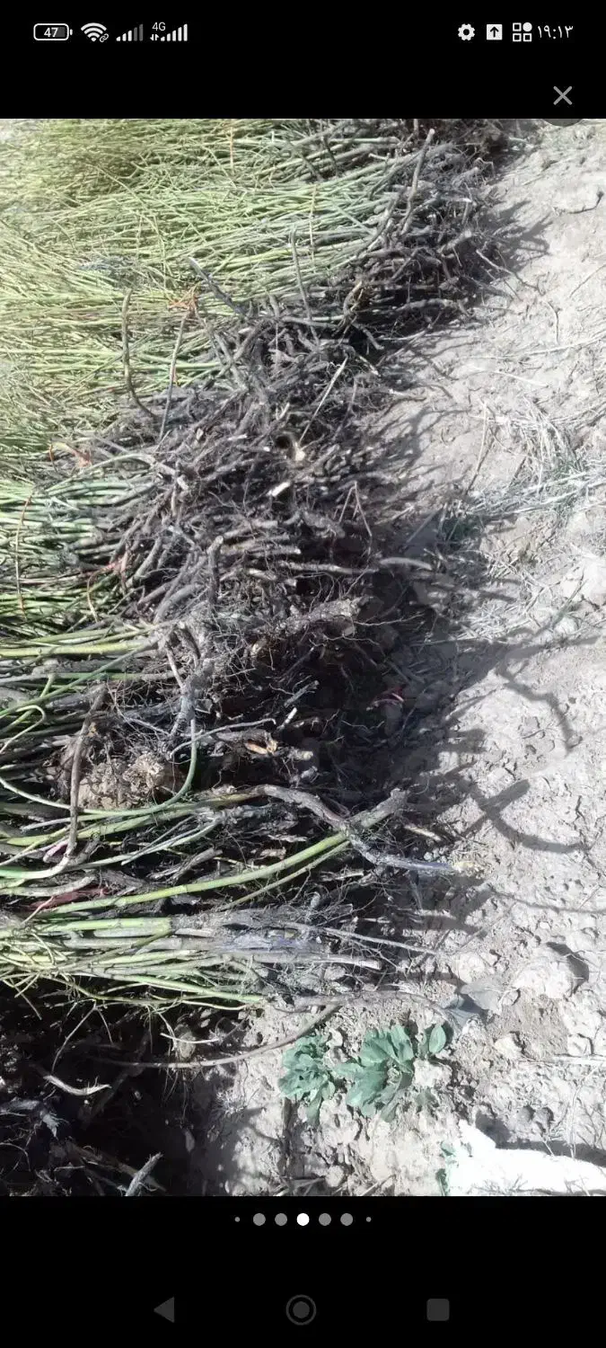 نهال گل محمدی|گل و گیاه طبیعی|بجنورد, |دیوار