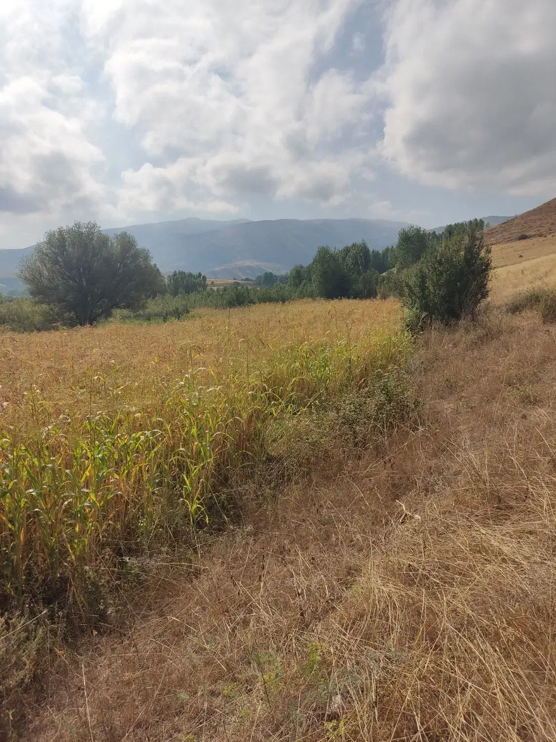 جارو دستی|لوازم نظافت|مشگین شهر, |دیوار