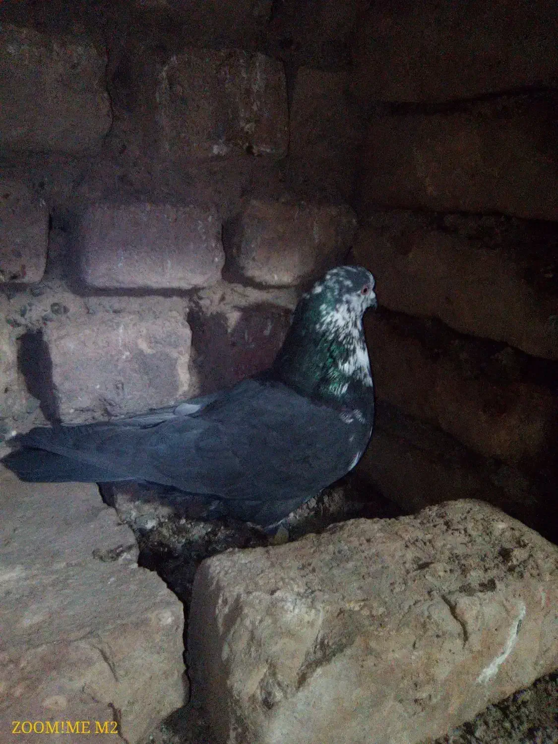 سوسکی بزک نر مست|پرنده|نیشابور, دهنو|دیوار