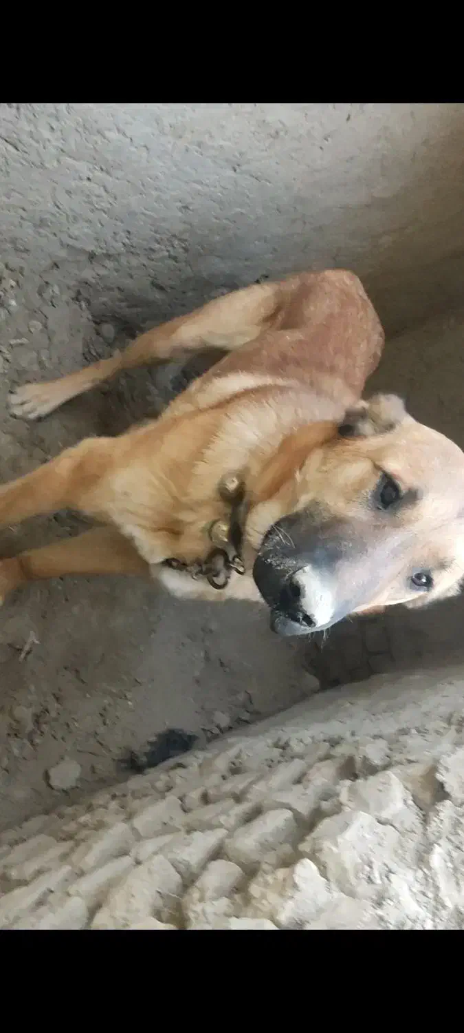 سگ خراسانی|سگ|شیروان (خراسان), |دیوار