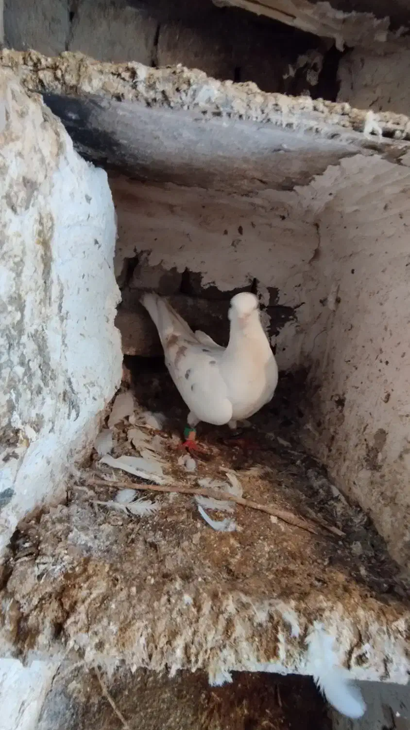 کبوتر|پرنده|بروجرد, |دیوار