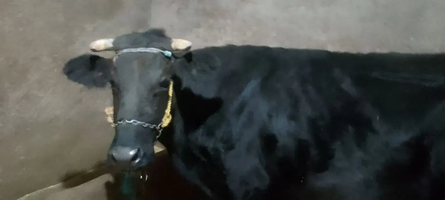 گاو شیری|حیوانات مزرعه|بروجرد, |دیوار