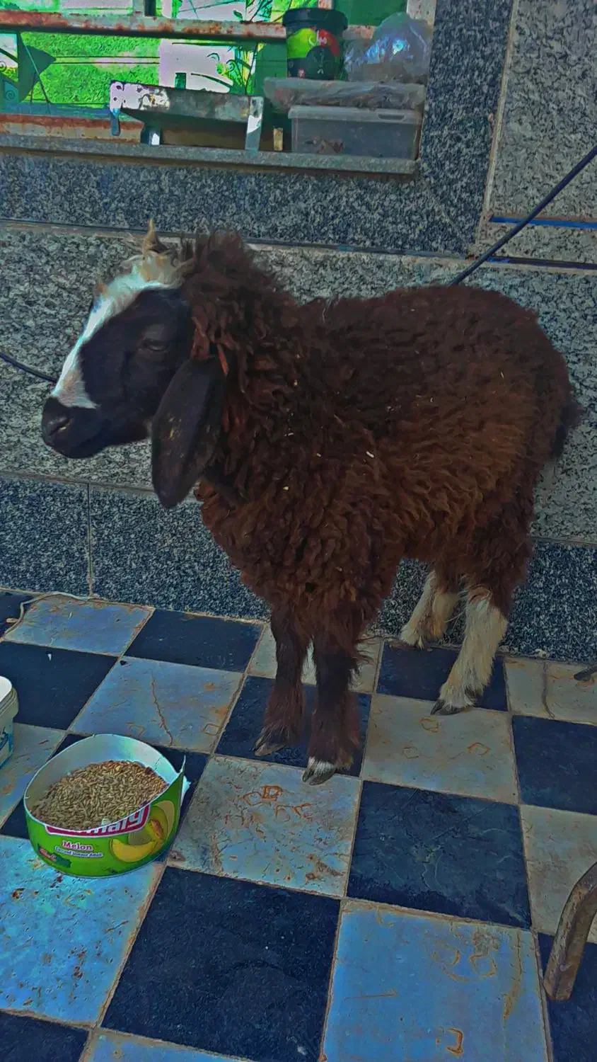 گوسفند خوش خوراک|حیوانات مزرعه|باوی, |دیوار