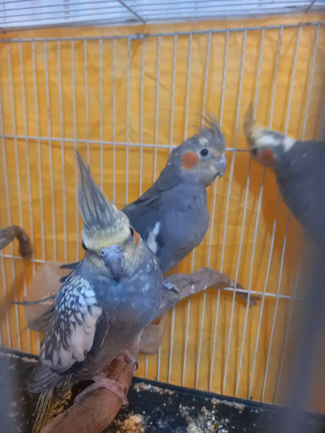 عروس هلندی|پرنده|اسفراین, |دیوار