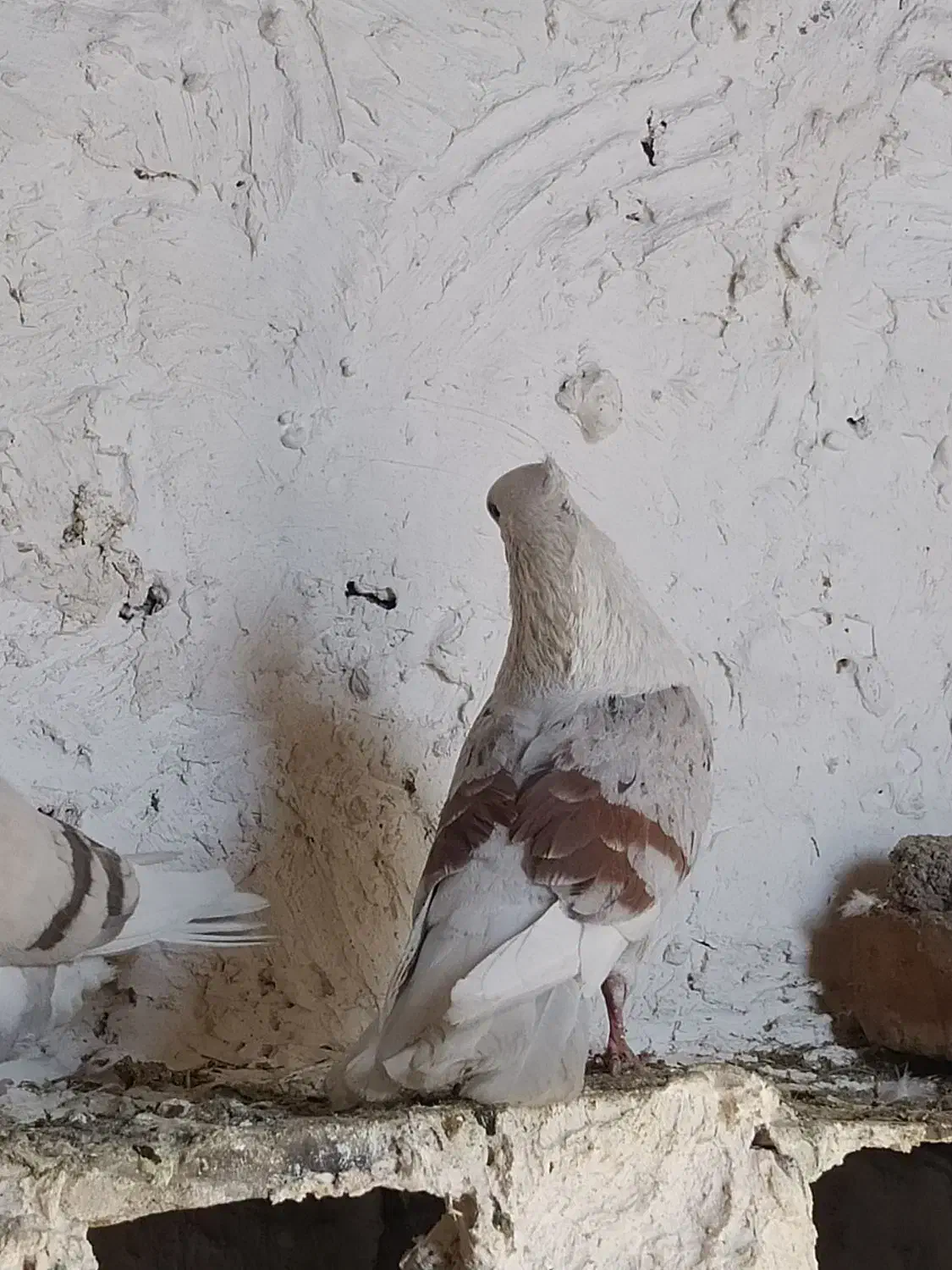 خشونه|پرنده|بیرانوند, |دیوار