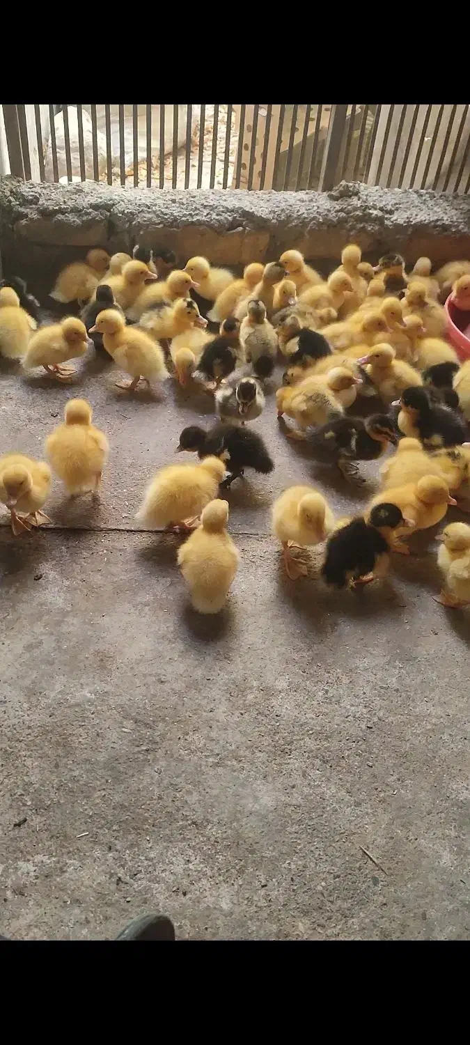 جوجه اردک . اردک اسراییلی|حیوانات مزرعه|اردکان, |دیوار