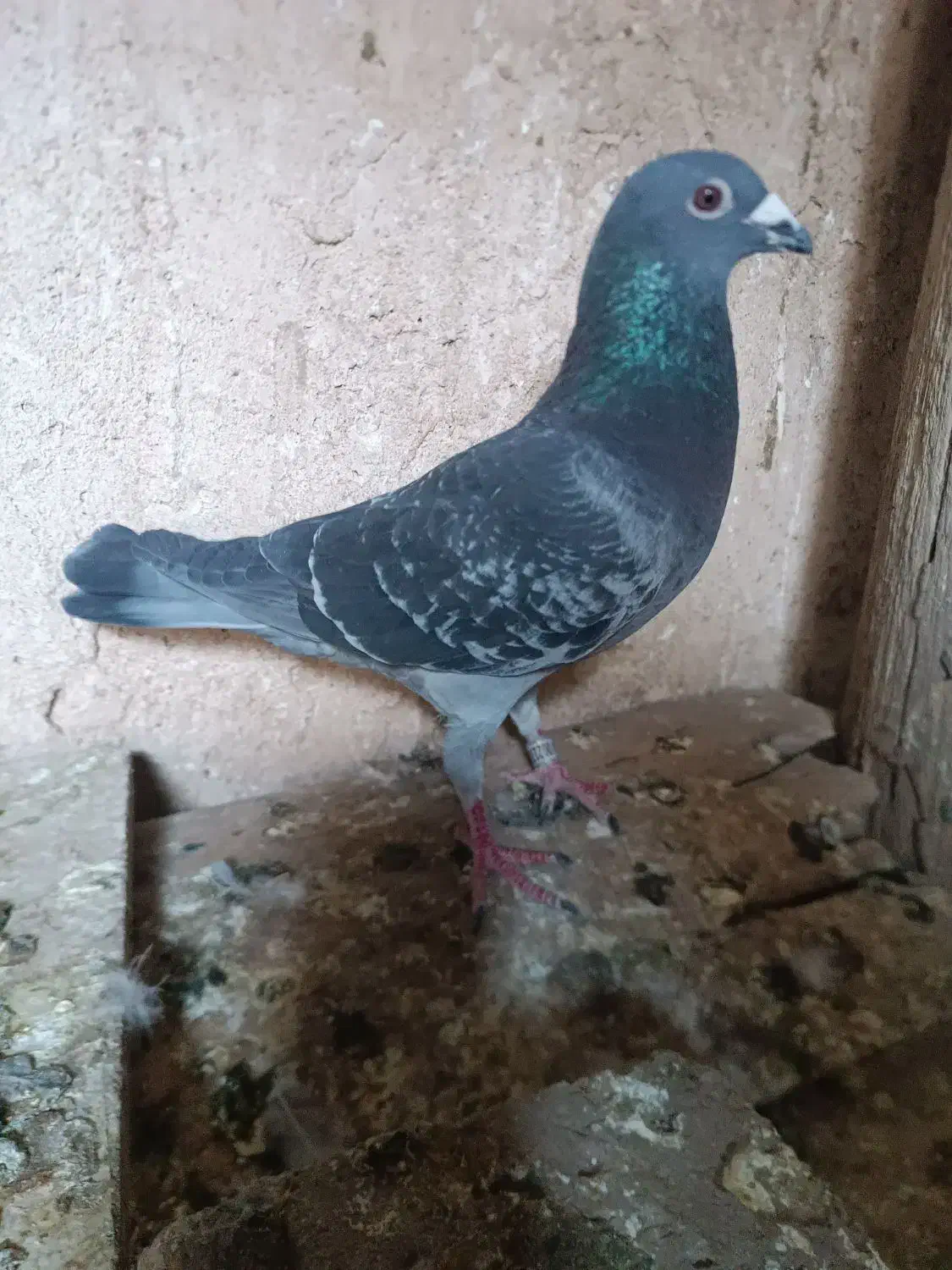 کبوتر پلاکی|پرنده|چگنی, |دیوار