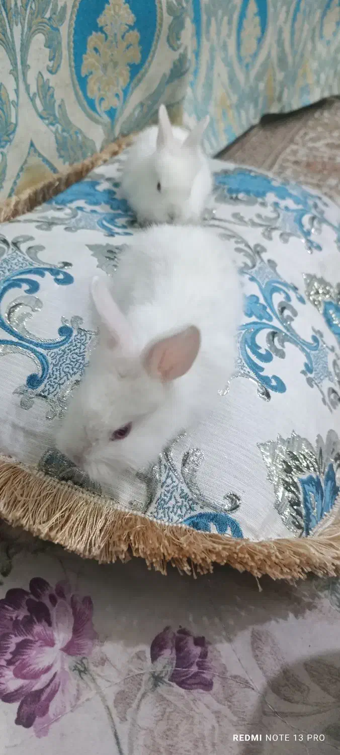 خرگوش|موش و خرگوش|بافق, |دیوار