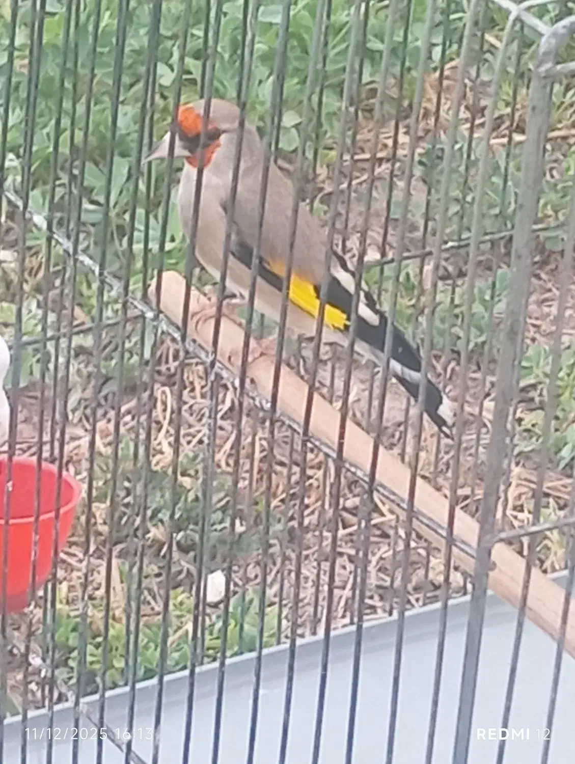 سقا یا سهره یا قناری|پرنده|کرمان, |دیوار