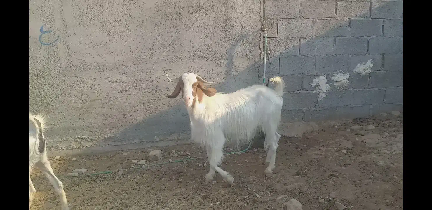 فروش بز داشتی|حیوانات مزرعه|لامرد, |دیوار