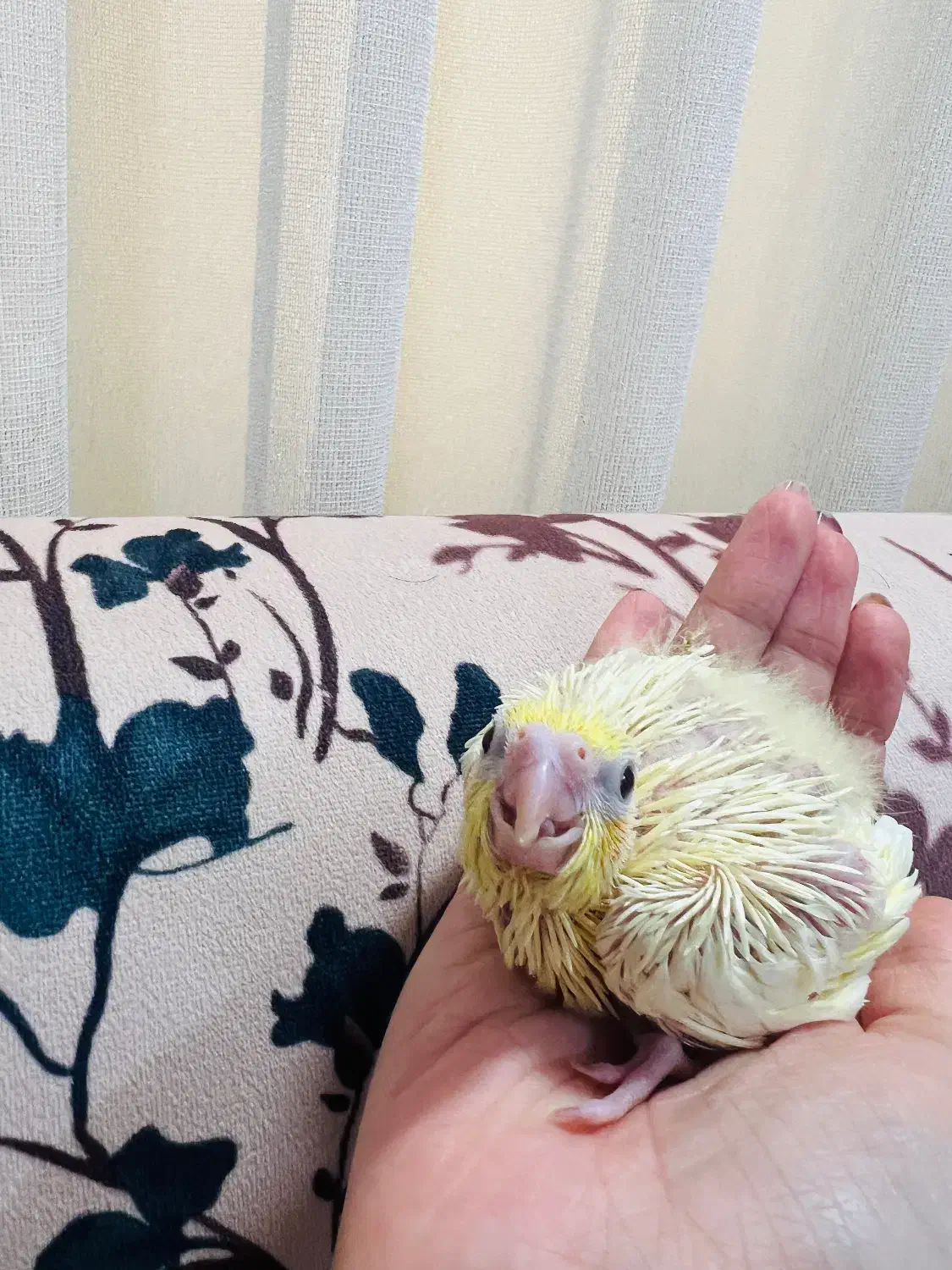 جوجه عروس هلندی سرلاکی|پرنده|رشت, شهریاران|دیوار