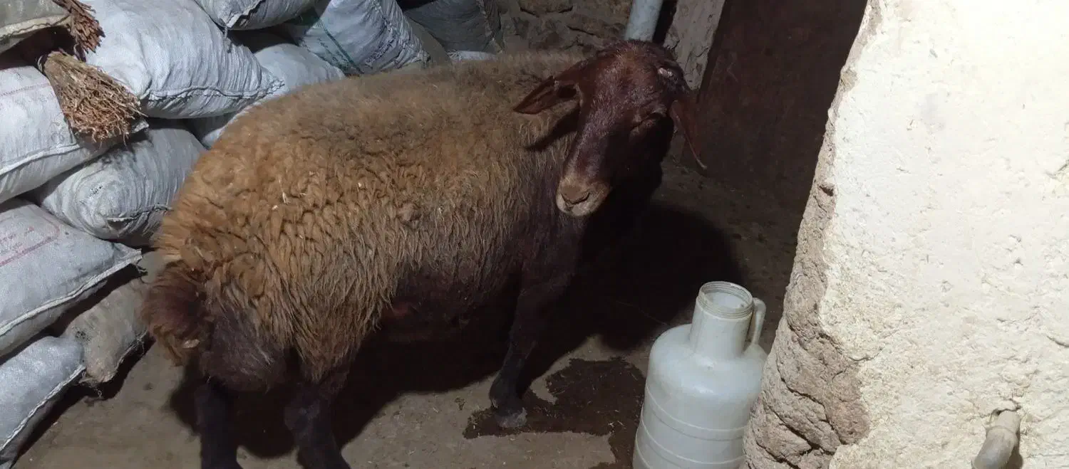 بران|حیوانات مزرعه|مریوان, |دیوار