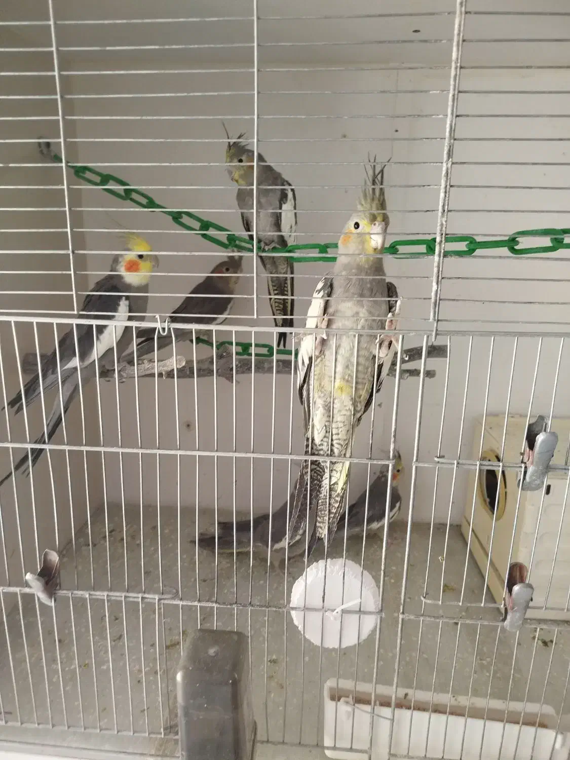 طوطی عروس هلندی|پرنده|میانه, |دیوار