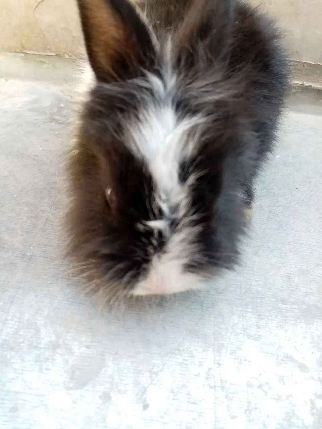 فروش یک عدد خرگوش خارجی|موش و خرگوش|ایذه, |دیوار