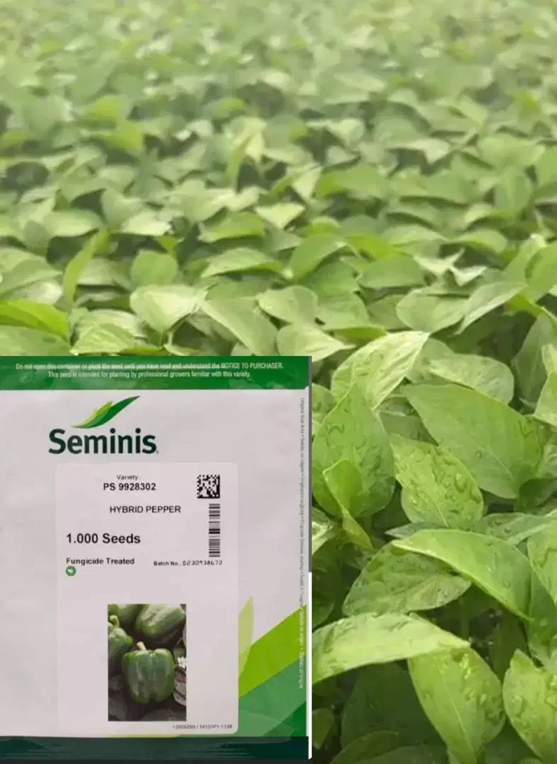 سالن تولید (نشا) کشت آزاد|خدمات باغبانی و درختکاری|بندرعباس, |دیوار