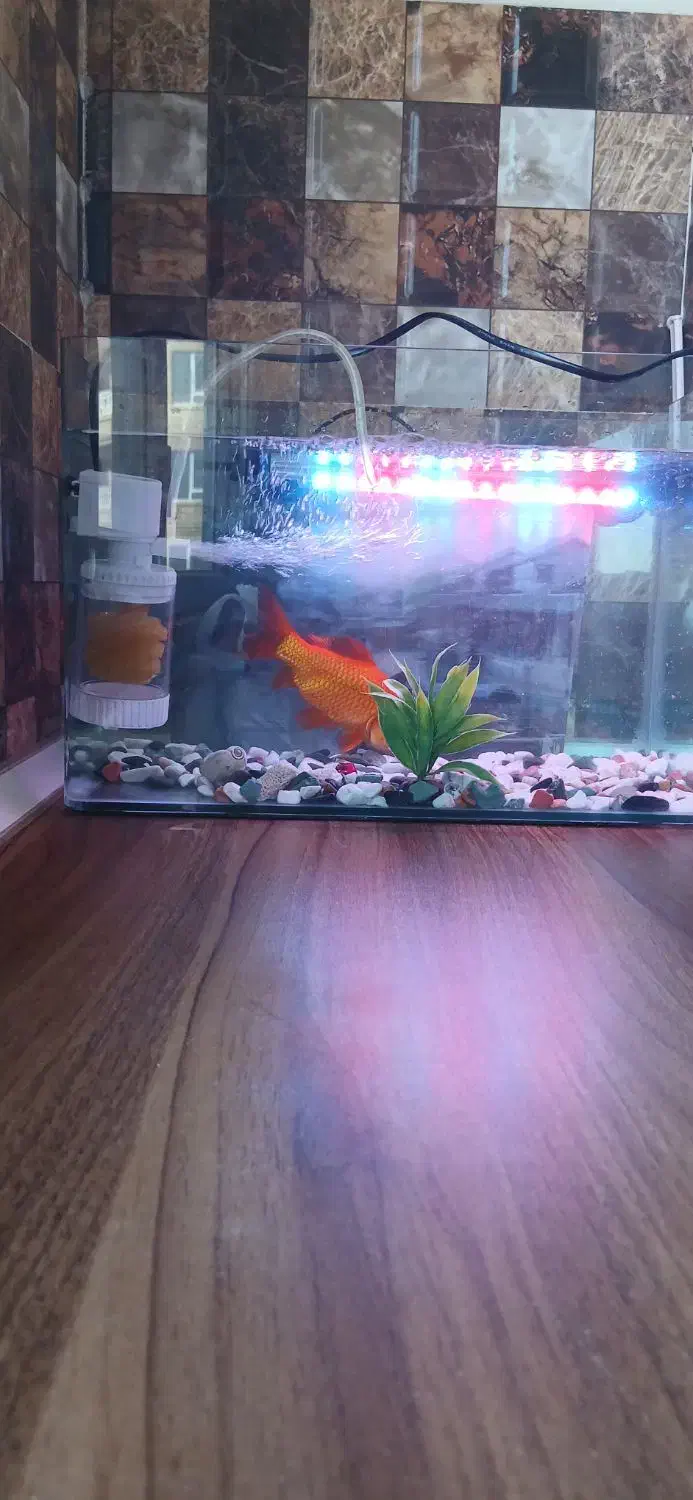 مجسمه داخل شیشه معاوضه با سهره قناری عروس هلندی|مجسمه، تندیس، ماکت|اشتهارد, |دیوار