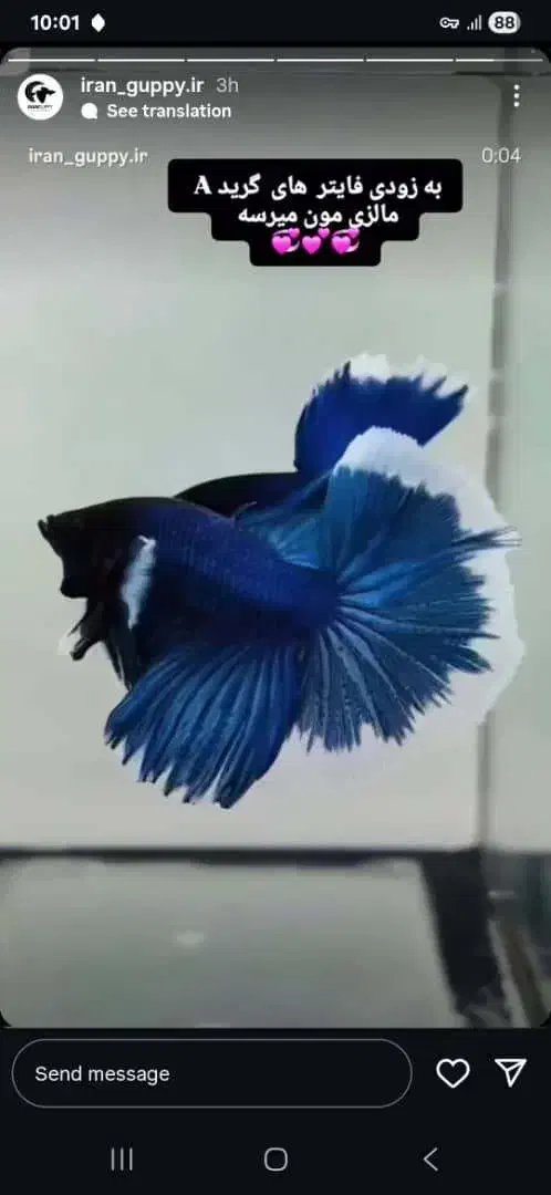 فایتر هافمون خیلی درشت|ماهی|اسلام‌شهر, شهرک مفیدی|دیوار