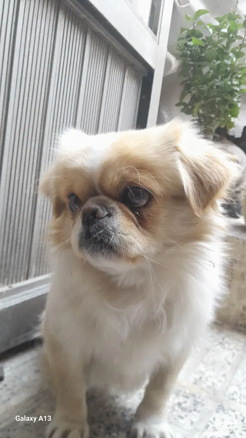 سگ پاکوتاه گمشده|حیوانات|مراغه, |دیوار