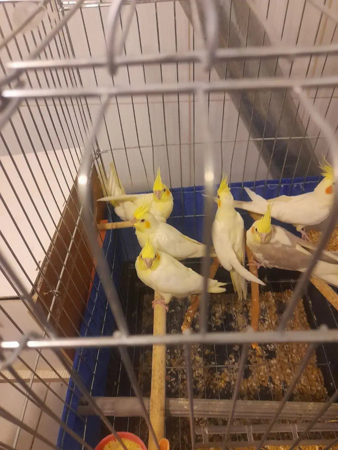 جوجه عروس هلندی|پرنده|باغستان, |دیوار