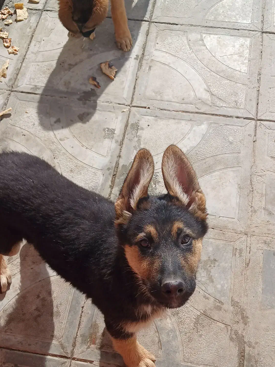 سگ ژرمن|سگ|تربت‌حیدریه, مظفریه|دیوار