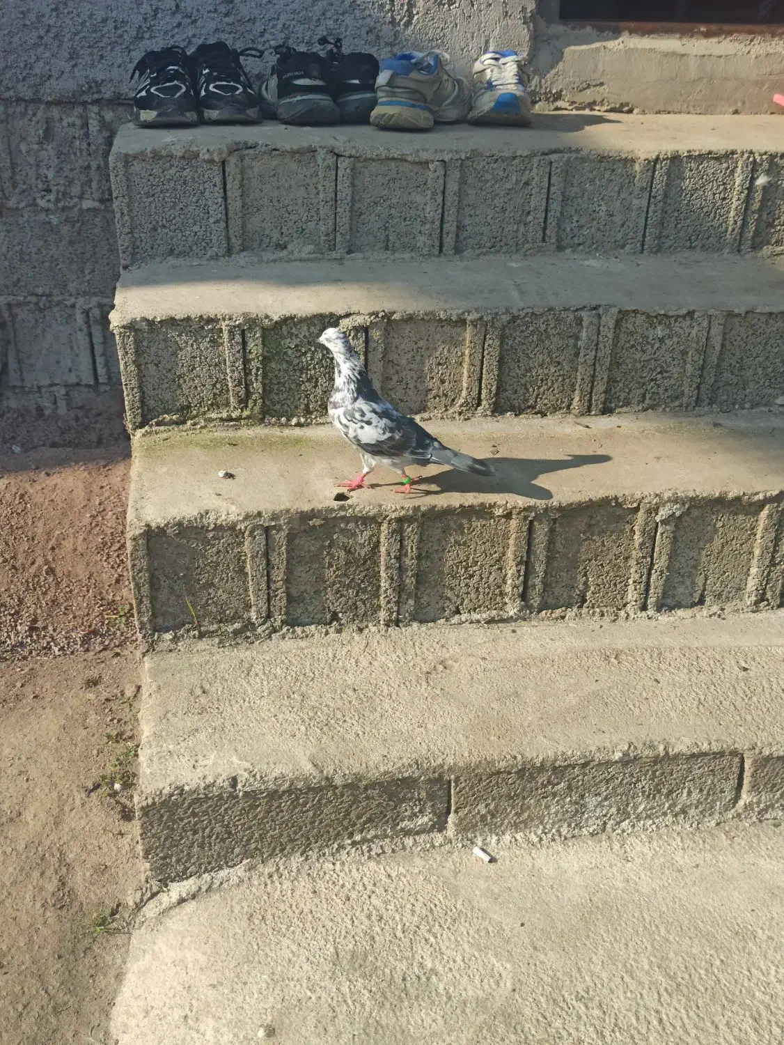 کبوتر پرشی|پرنده|رشت, چله خانه|دیوار