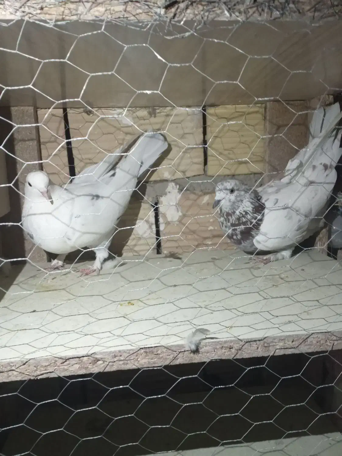 فروشی|پرنده|سلطانیه, |دیوار