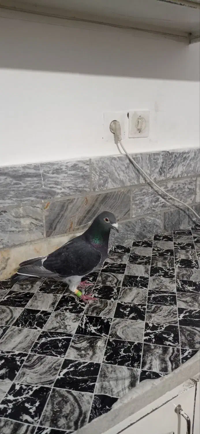 ماده چاپی|حیوانات|دورود, |دیوار