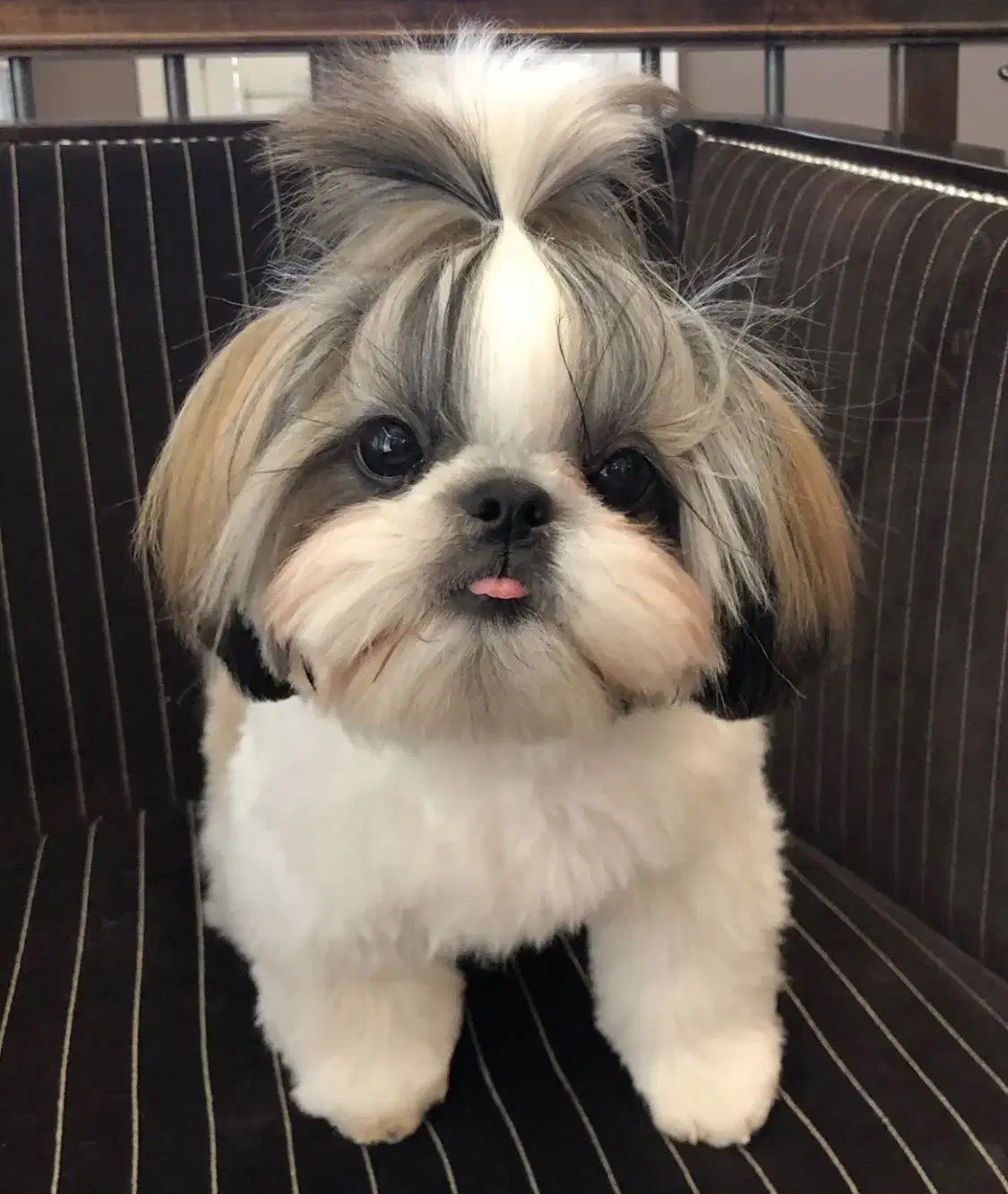 شیتزو وایت فیس|سگ|تهران, ولنجک|دیوار