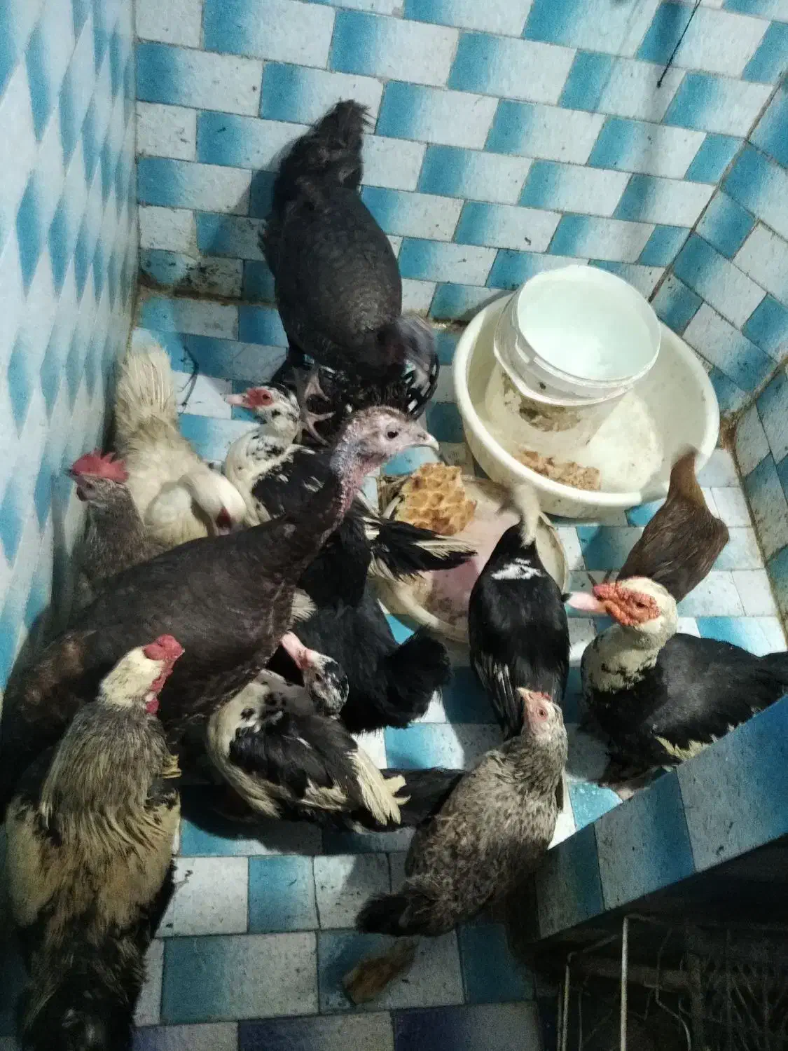 حیوان اصل|حیوانات مزرعه|مشهد, ویلاشهر|دیوار